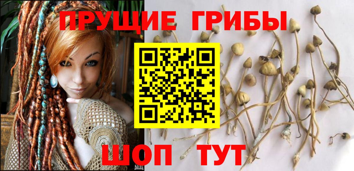 Псилоцибиновые грибы мицелий  Вход с VPN  Псилоцибиновые грибы Psilocybine cubensis  Можга 